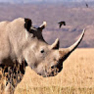 Meet your Posher, Thomas